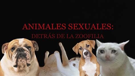 sexoconanimales|Zoofilia Porno 